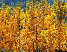 fall leaves in Aspen